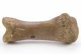 Fossil Tyrannosaur (Nanotyrannus?) Phalanx Bone - Montana #306660-1